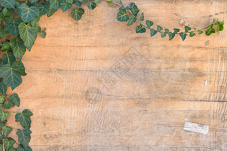 背景     旧胶合板上的常春藤叶和树枝图片
