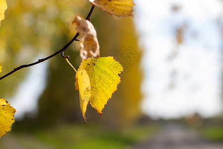 黄色和绿色秋绿树叶 在大自然中美丽的地方里阳光落叶环境桦木枝条森林公园晴天叶子植物图片