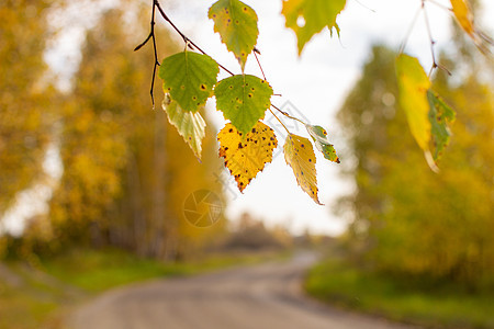 黄色和绿色秋绿树叶 在大自然中美丽的地方里晴天公园森林摄影落叶季节金子叶子枝条宏观图片