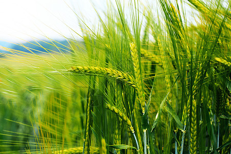 清晨播撒小麦田的绿耳朵图片