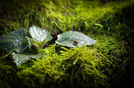 坐在一片被绿苔覆盖的树桩上叶子上的昆虫蠕虫图片