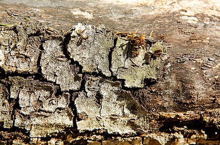 旧的腐烂木头 表面有洞材料植物褪色树干乡村原油裂缝硬木照片木材图片