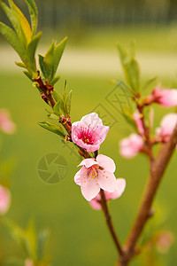 樱花手绘四月的春天 桃花开花背景