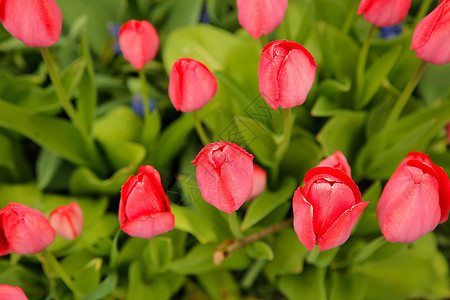 家里的郁金香粉粉红色花朵在花园里的五月花中盛开 外观或背景图片
