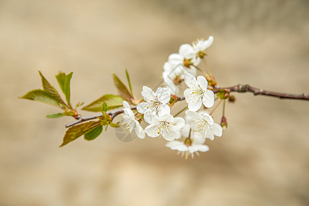 白花在樱桃树枝上开花 外遇或背景图片