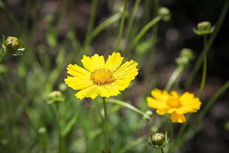 公园里盛开的明亮黄黄花朵花图片