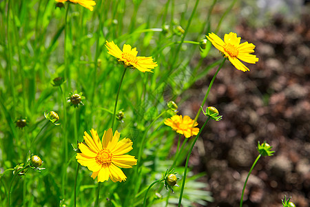 夏天 花园里满是明亮的黄黄花朵花 外表或背景图片