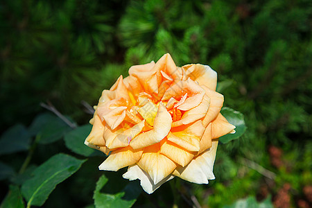 春天 三朵黄色的玫瑰花 在花园里盛开 近距离接近图片