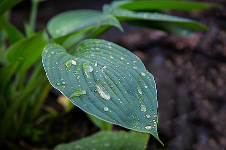 在植物的叶上 有露露图片