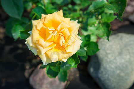 在夏天房子附近 盛开的黄玫瑰玫瑰玫瑰 喜悦或背景图片