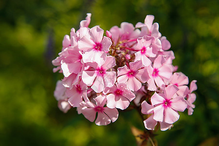 花粉粉色Phlox 原因或背景花瓣紫色花朵粉红色观赏植物群植物学园艺叶子团体图片