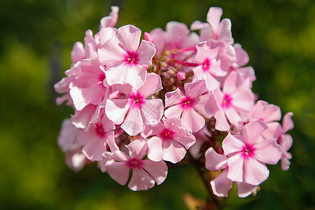 花粉粉色Phlox 原因或背景花园植物群圆锥状园艺叶子团体紫色粉红色花瓣季节图片