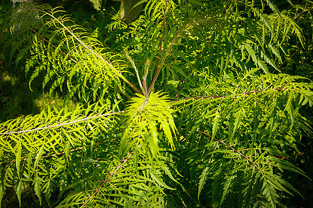 Sumac 是一种美丽的植物 类似于棕榈树 外观或背景花园环境树叶植物群手掌状草药植物学灌木农业叶子图片