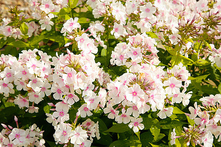在夏季的花园里 花朵盛开许多粉红色花朵或背景植物群植物季节植物学园艺圆锥状紫色团体观赏叶子图片