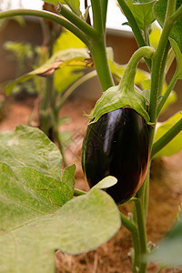在温室里挂着一个成熟的紫色茄子图片