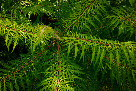 夏季在花园中生长的苏玛克大绿树枝 原因或背景图片