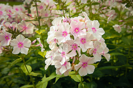 花粉粉色Phlox 原因或背景圆锥状季节植物群粉红色花朵观赏团体紫色植物叶子图片