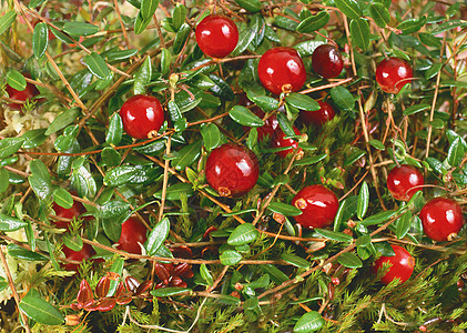 蔓越莓水果树枝的秋天挂着一个大圆圆山莓 原因或背景背景