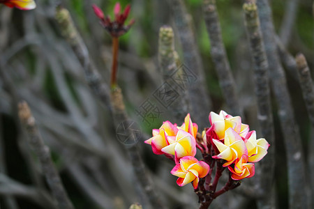 红红色黄色白花芽和绿色树叶的花园图片