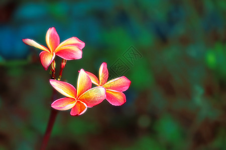 三朵花和frangipani 花卉图片