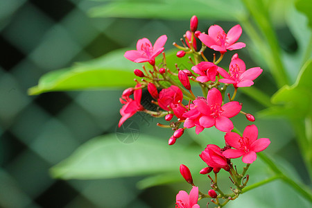 Peregrina 棉花留下的麻风树 辣椒麻风树红花A草本植物棉布花园游隼植物衬套植物学公园花束环境图片