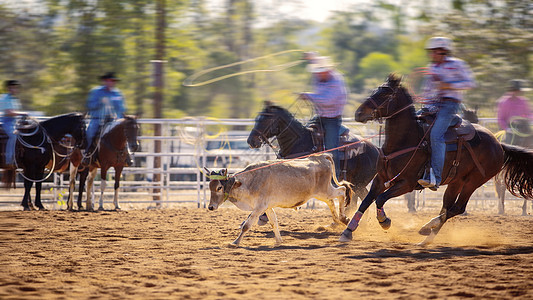 牛仔队游击小牛表演动物照片奶牛晴天跑步畜栏竞技场家畜牧场图片
