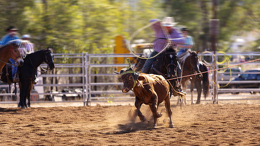 牛仔队游击小牛马背马术传统跑步表演畜栏家畜速度牛仔运动图片