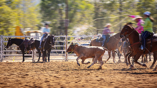 牛仔骑着白金野马动物畜栏行动马背奶牛国家牧场竞技场跑步马术图片