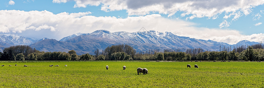 阿尔巴斯山羊在雪地阿尔卑斯山的田野中牧羊背景