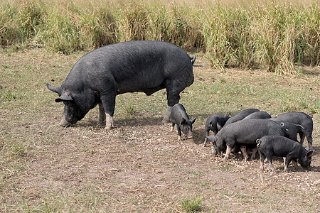 免费野地猪养殖荒野牧场鼻子粮食动物食物农场猪肉仔猪猪舍图片