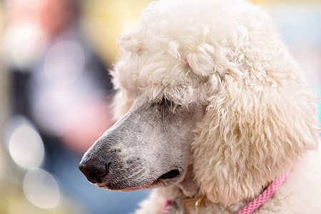 在乡村狗展示标准白面条宠物冠军优胜者比赛养尊公园动物头发鼻子贵宾图片