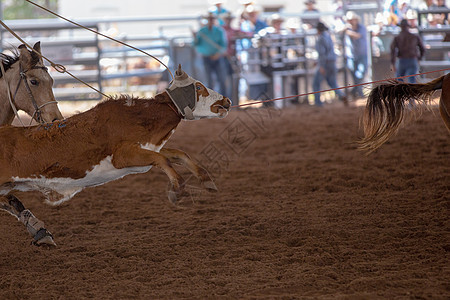在A Rodeo 上翻滚跑步竞赛国家竞技场动物马术速度危险牧马人马匹图片