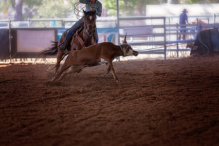 在A Rodeo 上翻滚马术速度奶牛驾驶危险表演搏斗牛仔裤动物行动图片