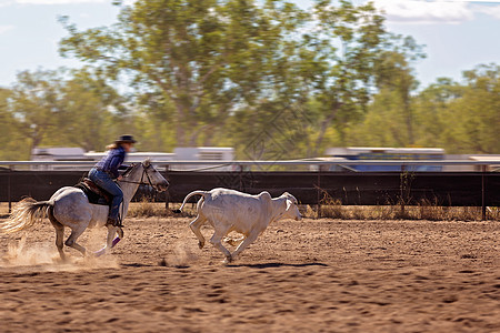 营区活动草案 围捕牛群     澳大利亚独有牛仔国家文化竞争牛车成人家畜马背骑术缰绳图片