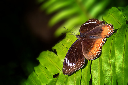 巧克力果汁蝴蝶在育苗室生物滑行飞行野生动物环境配种蕨类飞虫宏观植物图片
