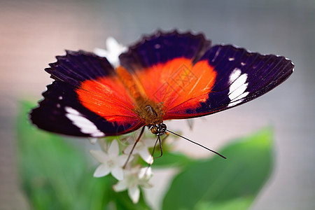 养殖时的橙色柳蝴蝶绿色鳞翅目昆虫翅膀野生动物花头花卉蕾丝动物航班图片