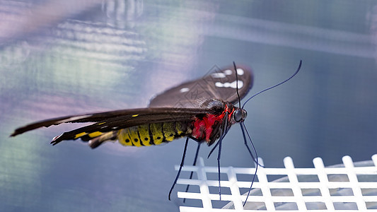 红黄蝴蝶和红黄蝴蝶与棕翼图片