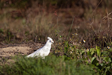 澳洲硫化白蟑螂鹦鹉飞行野生动物眼环梳子热带雨林凤头眼睛环境鸟类图片
