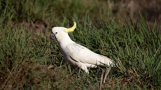 澳洲硫化白蟑螂森林嵌套野生动物飞行环境害虫凤头眼睛鹦鹉账单图片