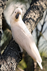 澳洲硫化白蟑螂居住飞行眼环栖息地动物热带雨林凤头航班环境野生动物图片