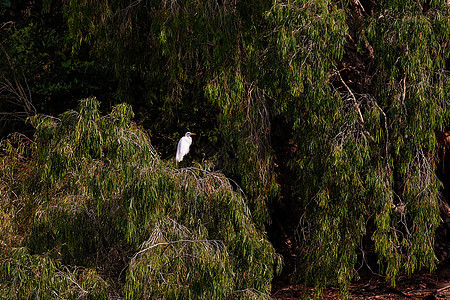 孤鸟坐在绿树丛中野生动物荒野树木动物灌木丛动物群草地生态栖息自由图片