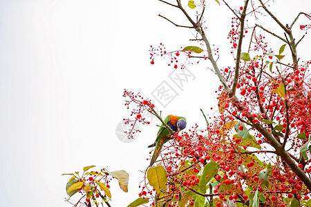 火焰树中的彩虹洛丽凯特分支机构羽毛花朵尾巴衬套食物鹦鹉动物野生动物花蜜图片