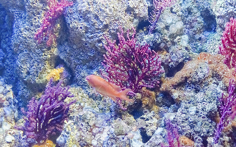 热带鱼类水族馆的详情天堂旅行盐水假期浮潜情调异国老虎勘探殖民地图片