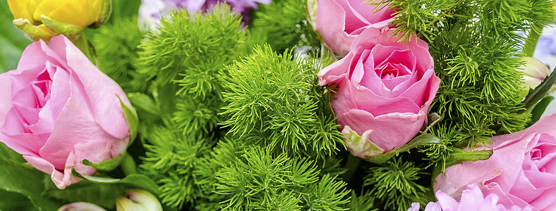 花朵的多彩混合粉色洋甘菊紫色白色野花绿色团体植物群花束雏菊图片