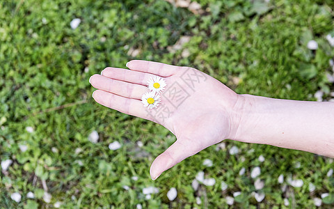 一只手在手指之间握着两只雏菊的雌性手甘菊植物地球女士场地棕榈洋甘菊花朵草地季节图片