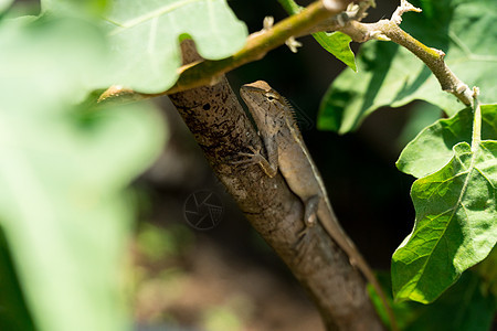 东方花园蜥蜴红色森林绿色爬虫宏观野生动物动物尾巴黑色棕色图片