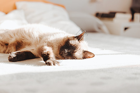 山猫在光亮的白天睡在床上 有复制空间小憩毛皮眼睛爪子房间说谎头发婴儿动物睡眠图片