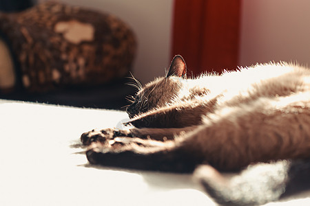 西亚马猫睡在床上睡觉时躺在床上 用复印空间照相机图片