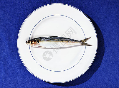 欧洲沙丁鱼鱼-沙丁鱼-图片