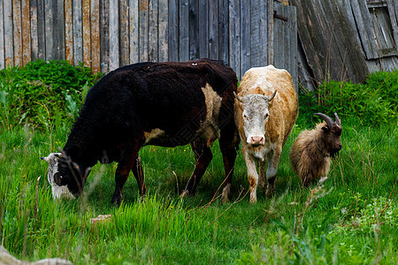 牛在绿草上木栅栏附近放牧草地牧场山脉叶子奶牛爬坡太阳抛光场地国家图片